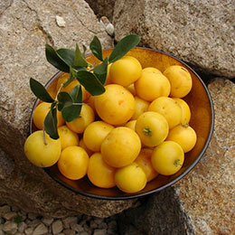 Manzano de Kei, Manzana cafre